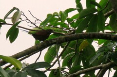 Synallaxis erythrothorax