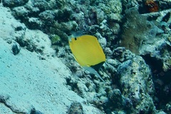 Forcipiger flavissimus