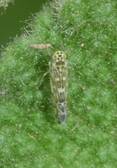 Eupteryx melissae