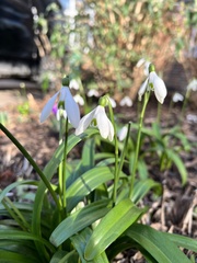 Galanthus woronowii