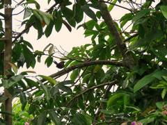 Synallaxis erythrothorax