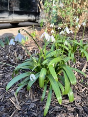 Galanthus woronowii