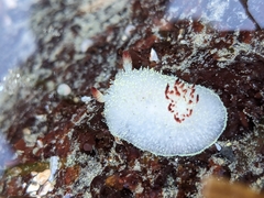 Acanthodoris nanaimoensis