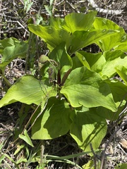 Trillium angustipetalum