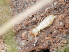 Reticulitermes lucifugus