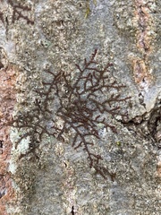 Frullania