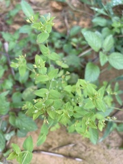 Galinsoga parviflora