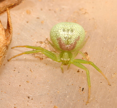 Misumenops rubrodecoratus
