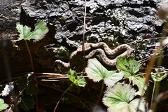 Crotalus triseriatus