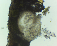 Willeya diffractella
