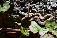 Crotalus triseriatus