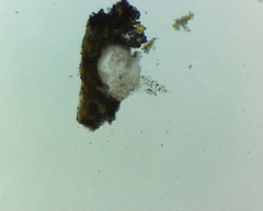 Willeya diffractella