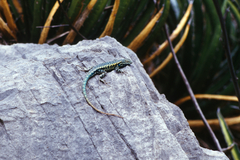 Sceloporus couchii