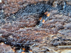 Bitoma crenata