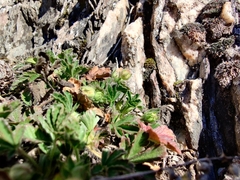 Potentilla verna