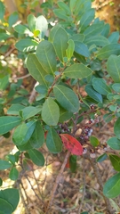 Azara integrifolia