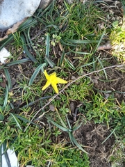 Narcissus minor