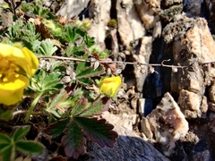 Potentilla verna