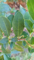 Azara integrifolia