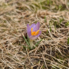 Crocus tommasinianus