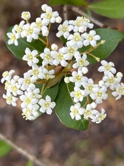 Viburnum obovatum