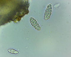 Willeya diffractella