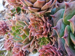 Sempervivum tectorum