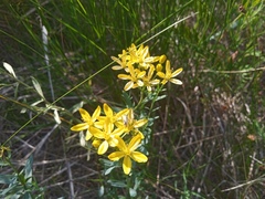Haplophyllum dauricum