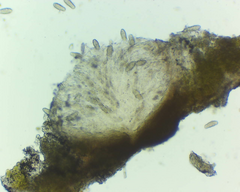Willeya diffractella