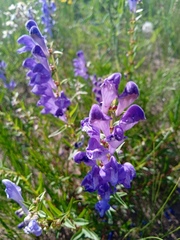 Scutellaria baicalensis