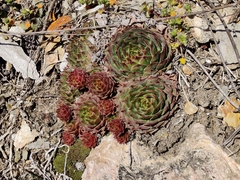 Sempervivum tectorum