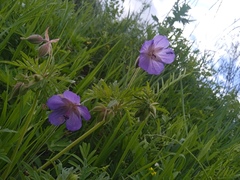 Geranium sergievskajae