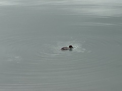 Bucephala
