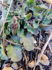 Viola arvensis