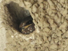 Petrochelidon pyrrhonota