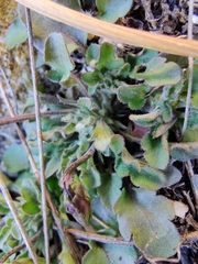 Viola arvensis