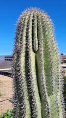 Carnegiea gigantea