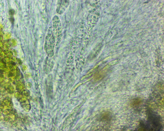 Willeya diffractella