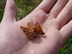 Euphydryas sibirica davidi