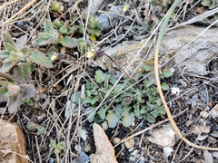 Viola arvensis