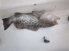 Mycteroperca microlepis