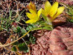 Gagea bohemica