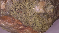 Willeya diffractella