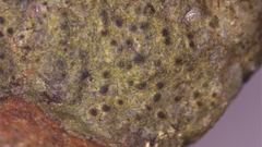 Willeya diffractella