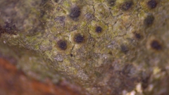 Willeya diffractella