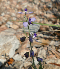 Hebecarpa barbeyana