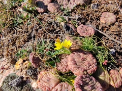 Gagea bohemica