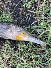 Phalacrocorax carbo sinensis