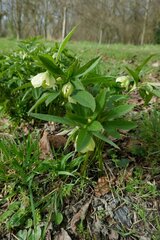Helleborus viridis