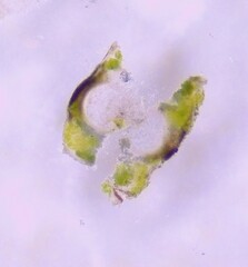 Willeya diffractella